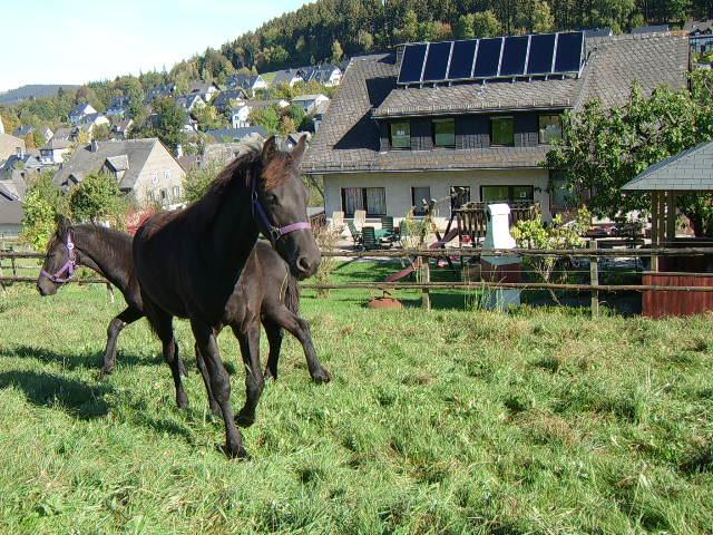 Appartement Haus Cristallo